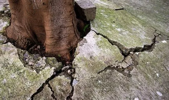 Why you should never kill tree roots above the ground