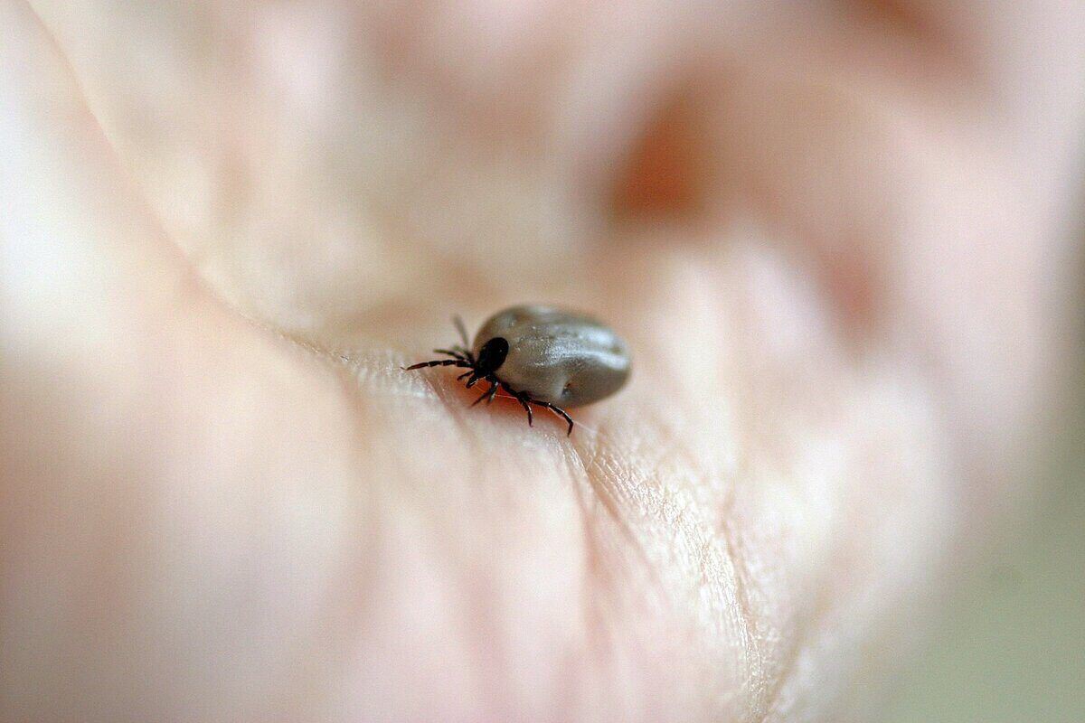 How do you stop ticks from spreading