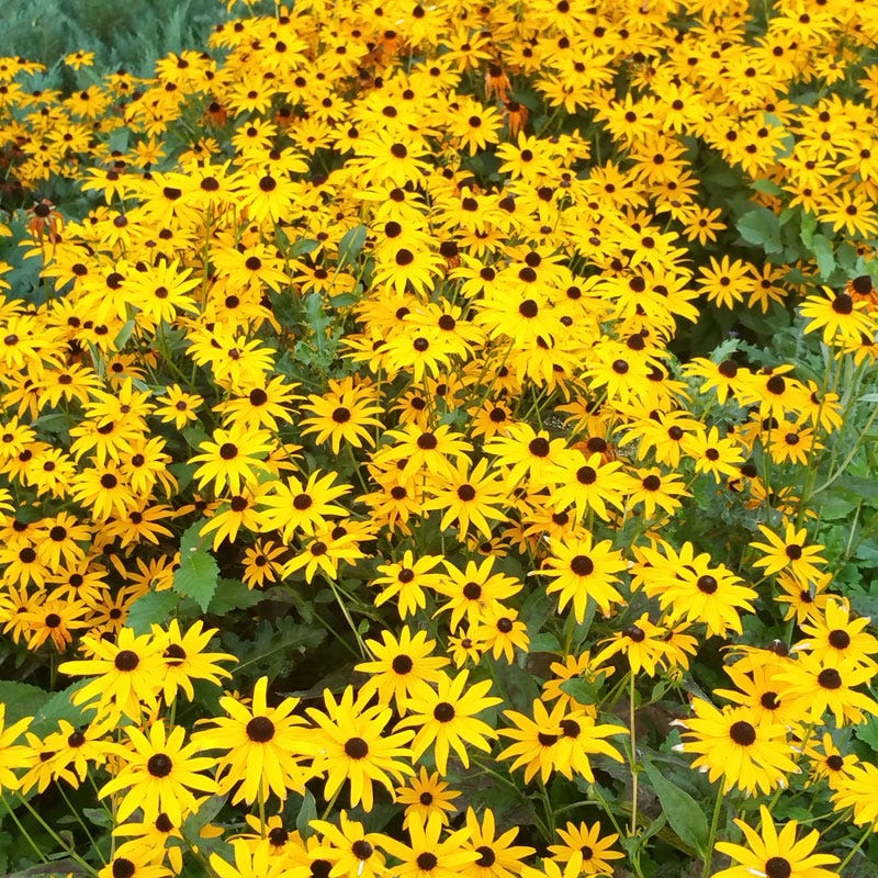 How can I prolong the bloom period of my black eyed Susans