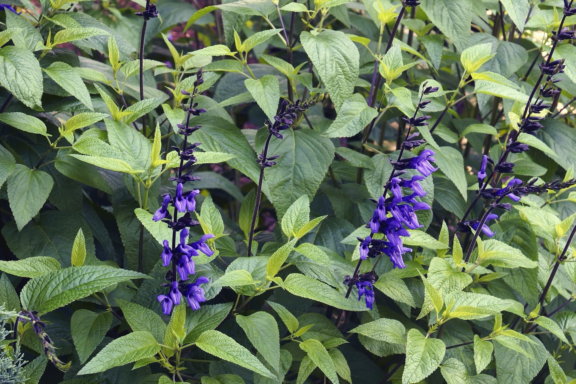 When and how should you cut back salvias
