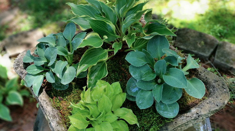 Top tips for growing hostas in containers