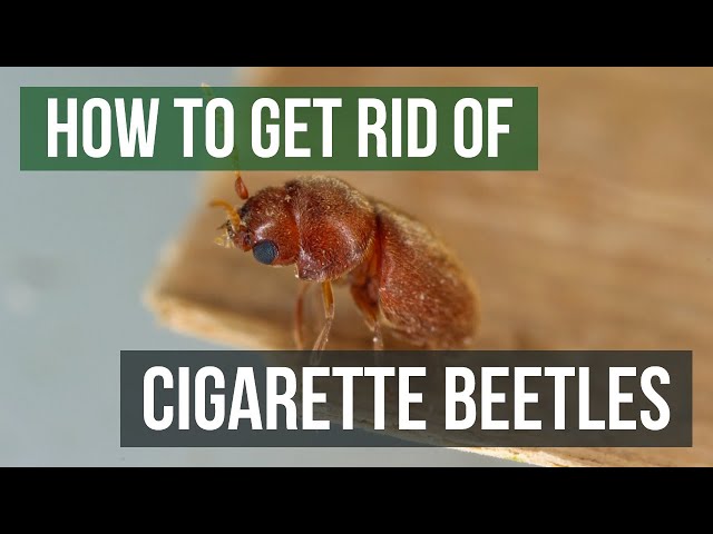 How to get rid of drugstore beetles – an expert guide