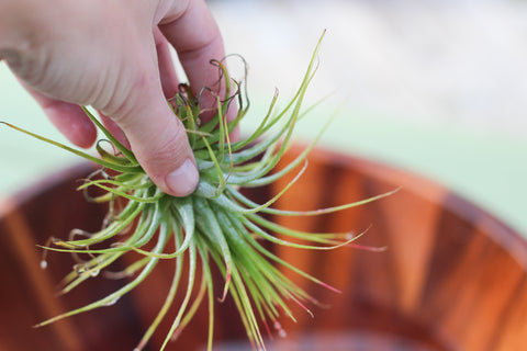 How to water an air plant