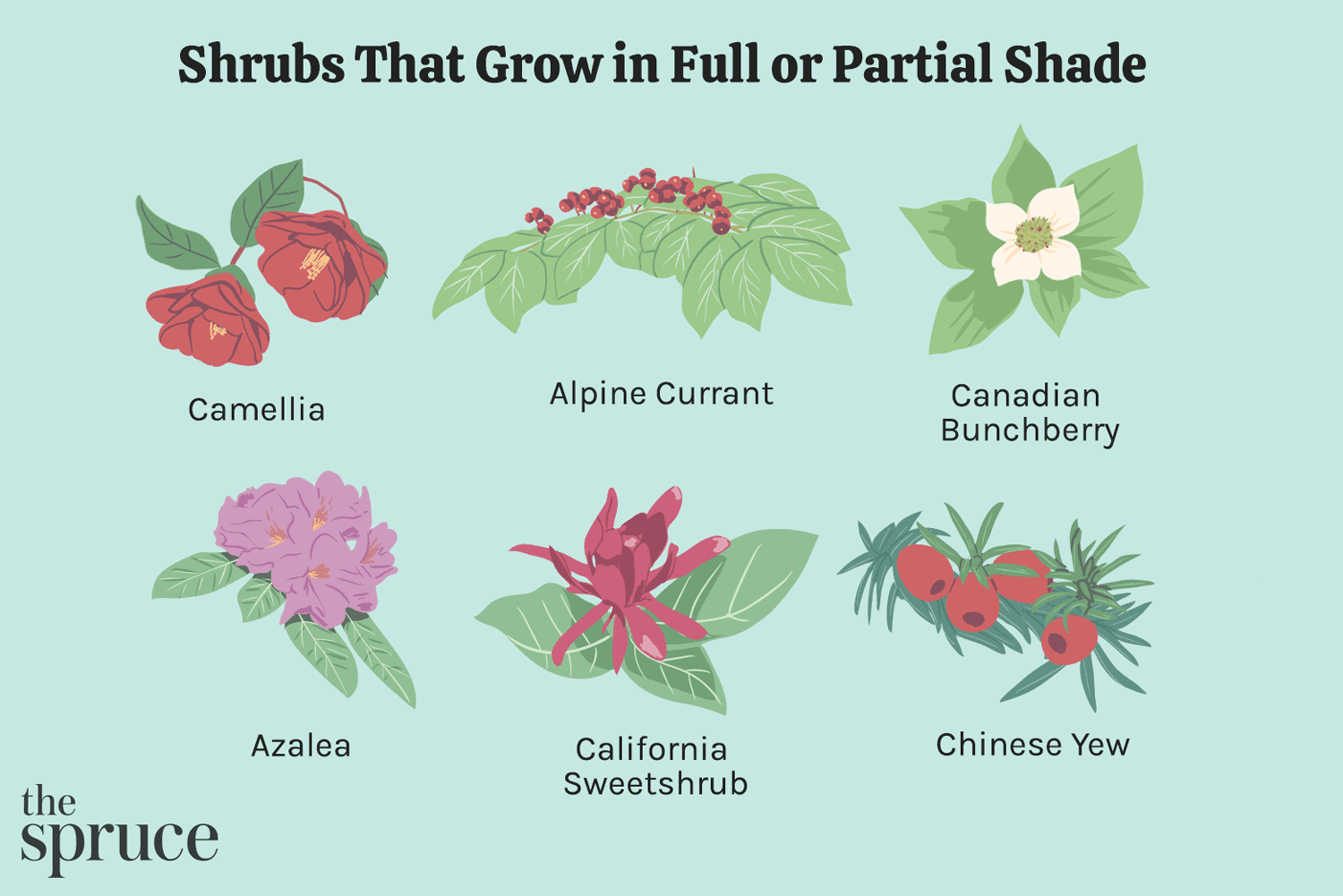 Best shrubs for shade – 13 options for full or partial shade