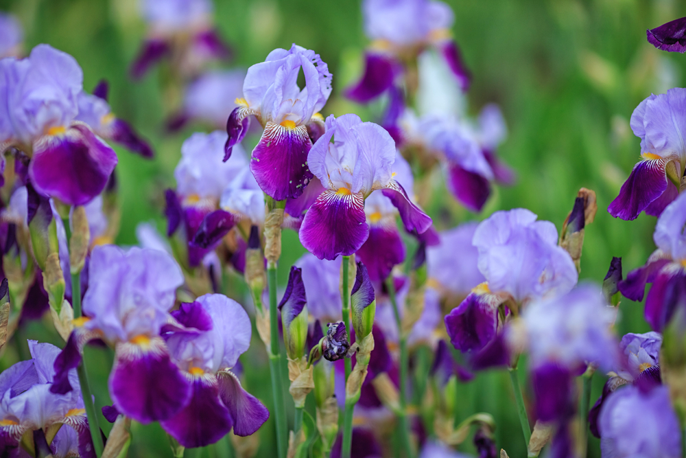 When do bearded irises bloom