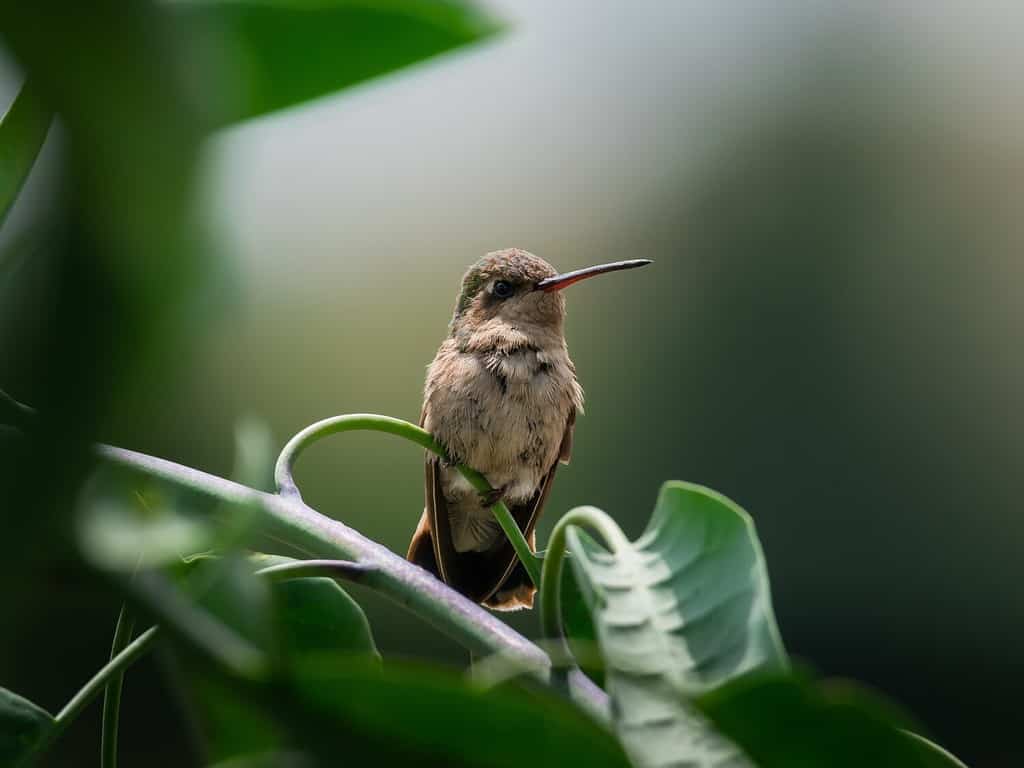 Why do hummingbirds need perches