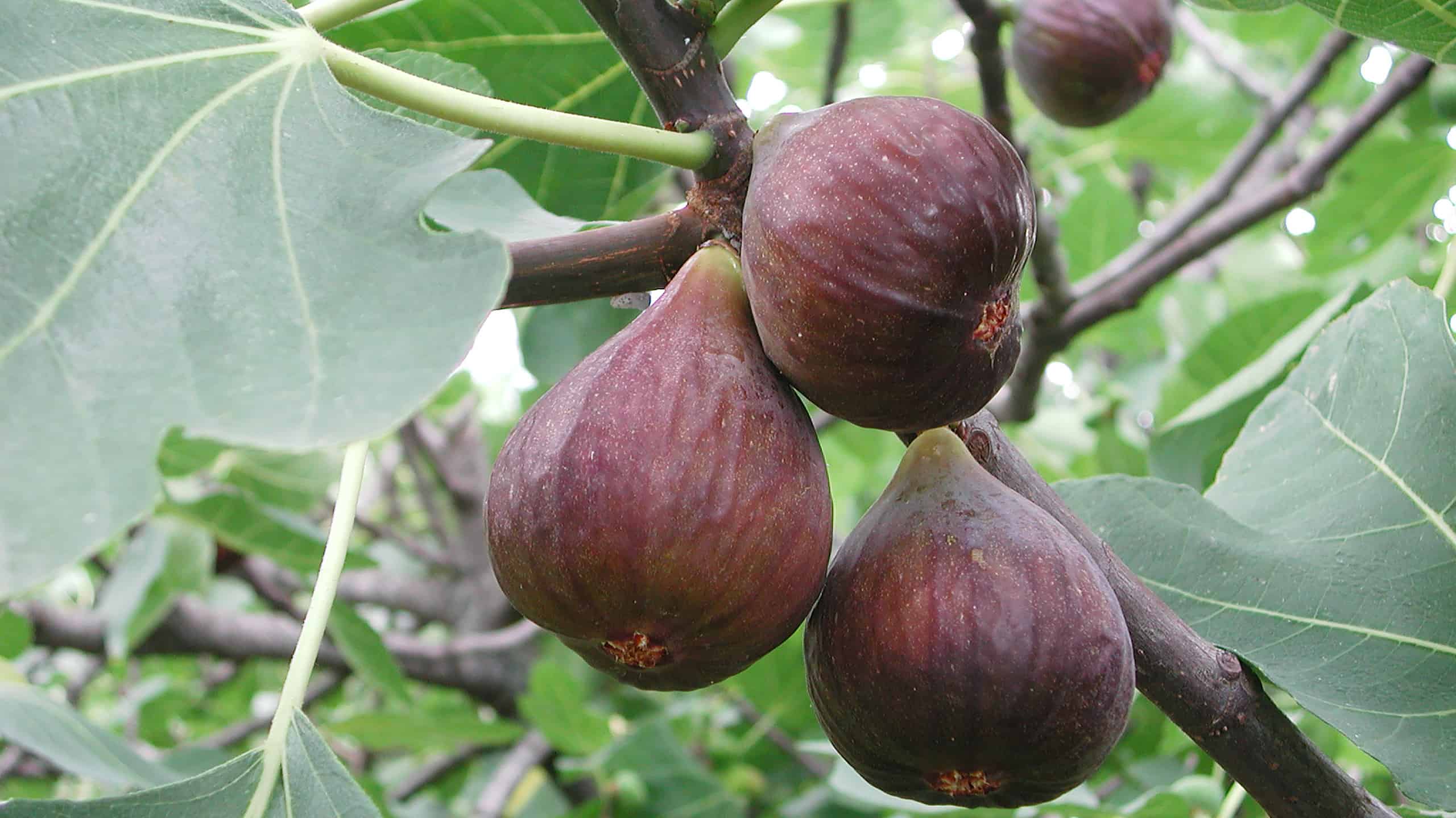 How to harvest figs – step-by-step