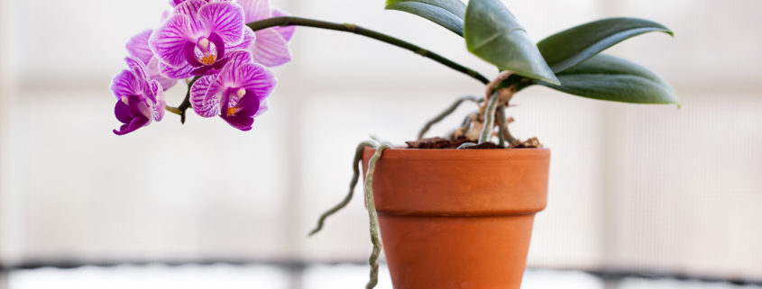 When to repot orchids – expert guide