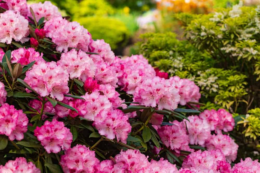 How to grow rhododendrons – for wonderful color