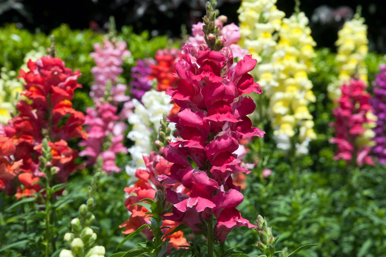 Does pruning my snapdragons depend on the season?