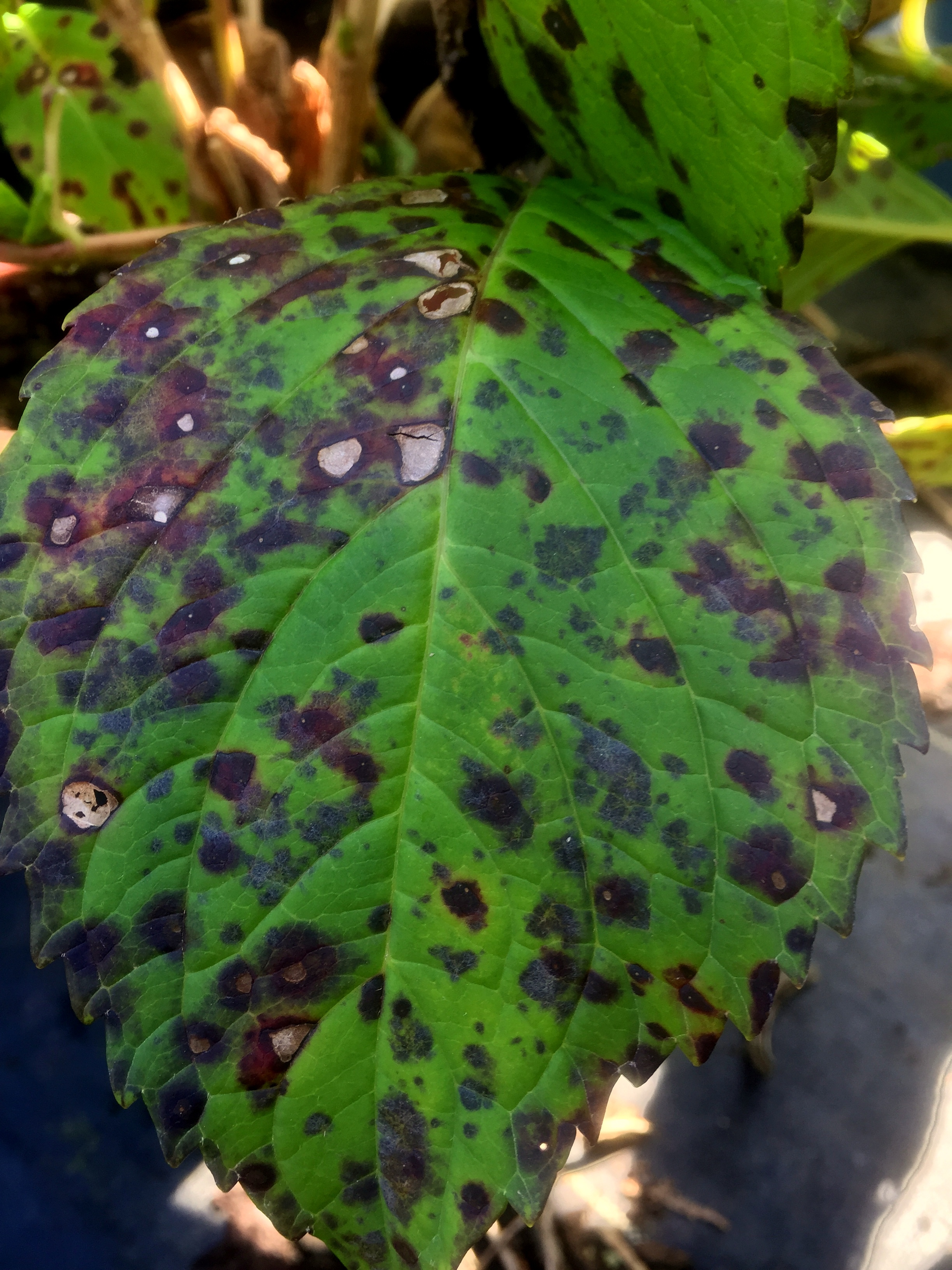 How to use compost tea to treat brown spots on hydrangeas