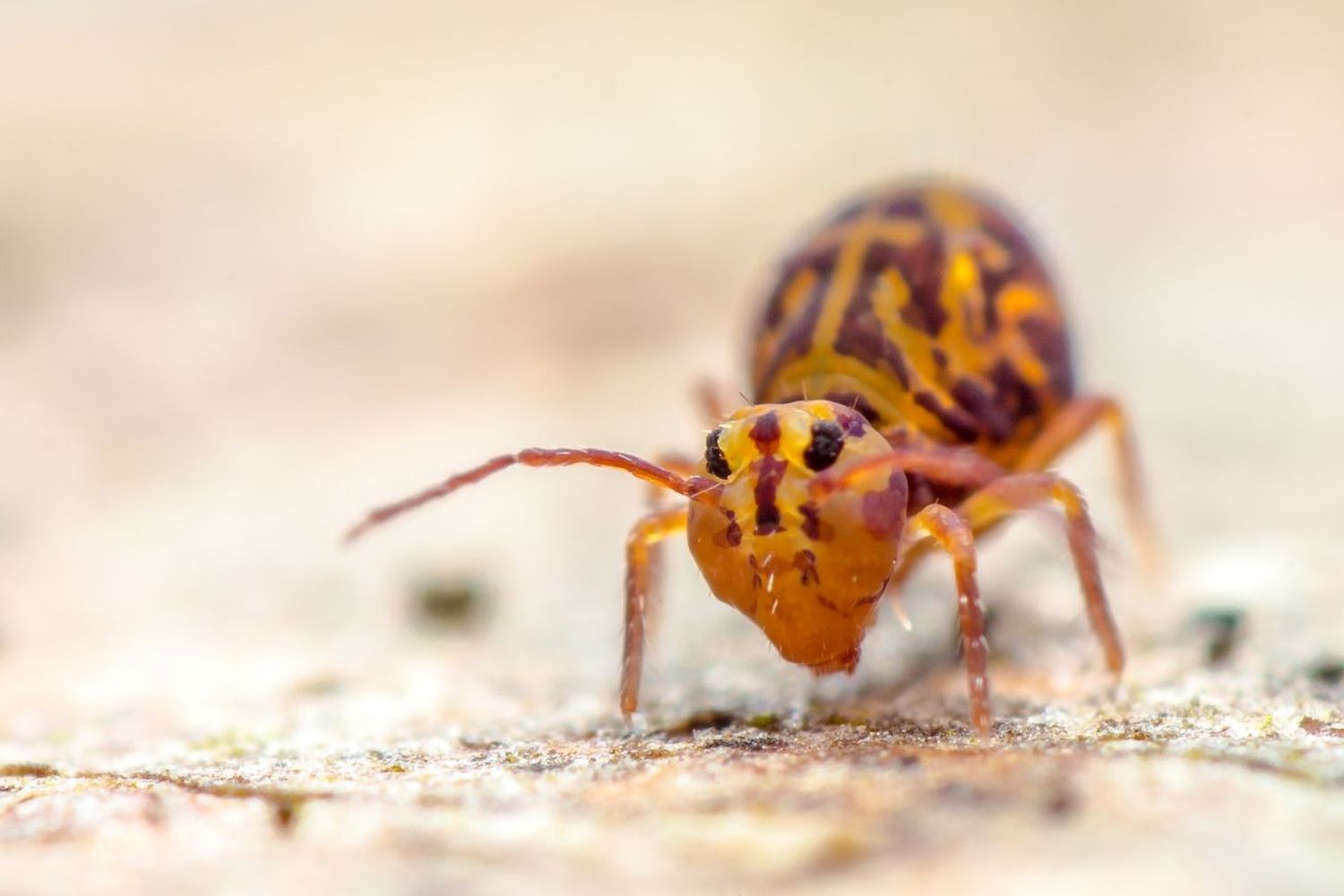How to get rid of springtail bugs from your house – top tips from pest control experts