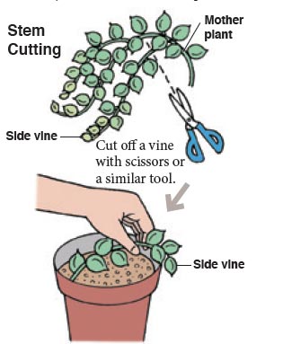 How to propagate string of pearls – 3 simple methods to get new plants