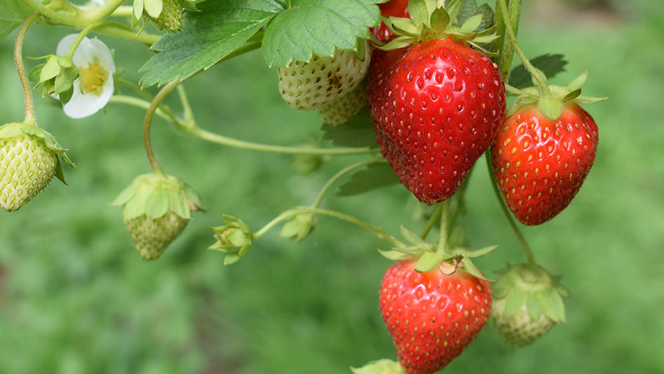 What are the most common strawberry pests