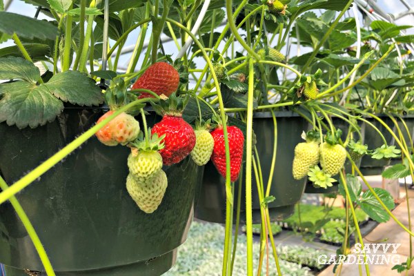 How to plant a strawberry pot