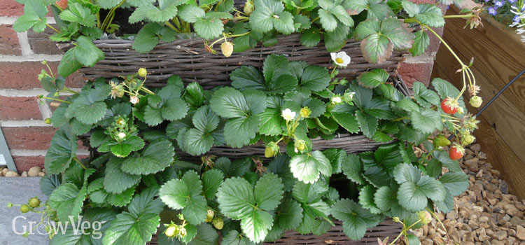 Can you grow strawberries in a pot?