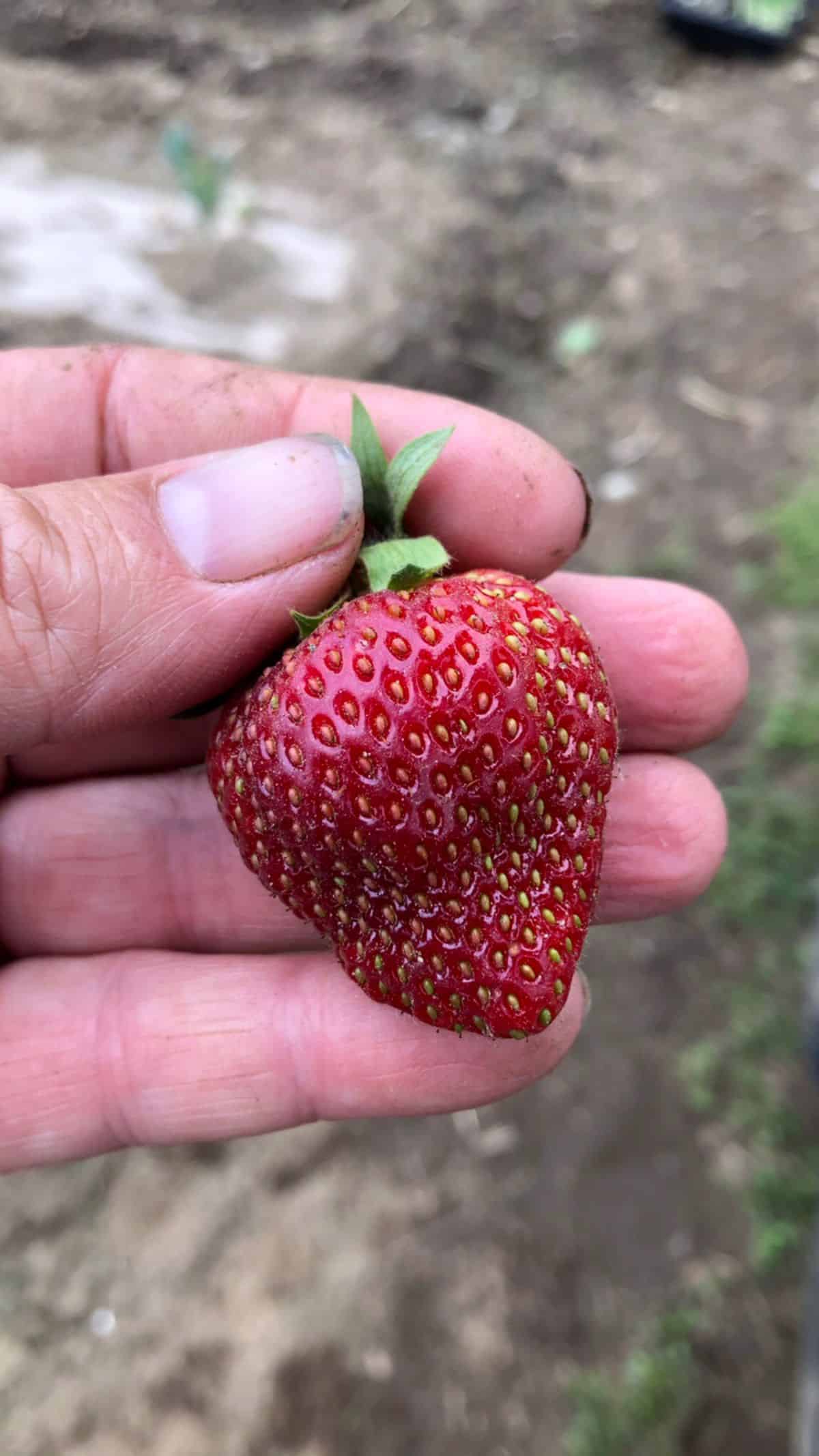 When to pick strawberries