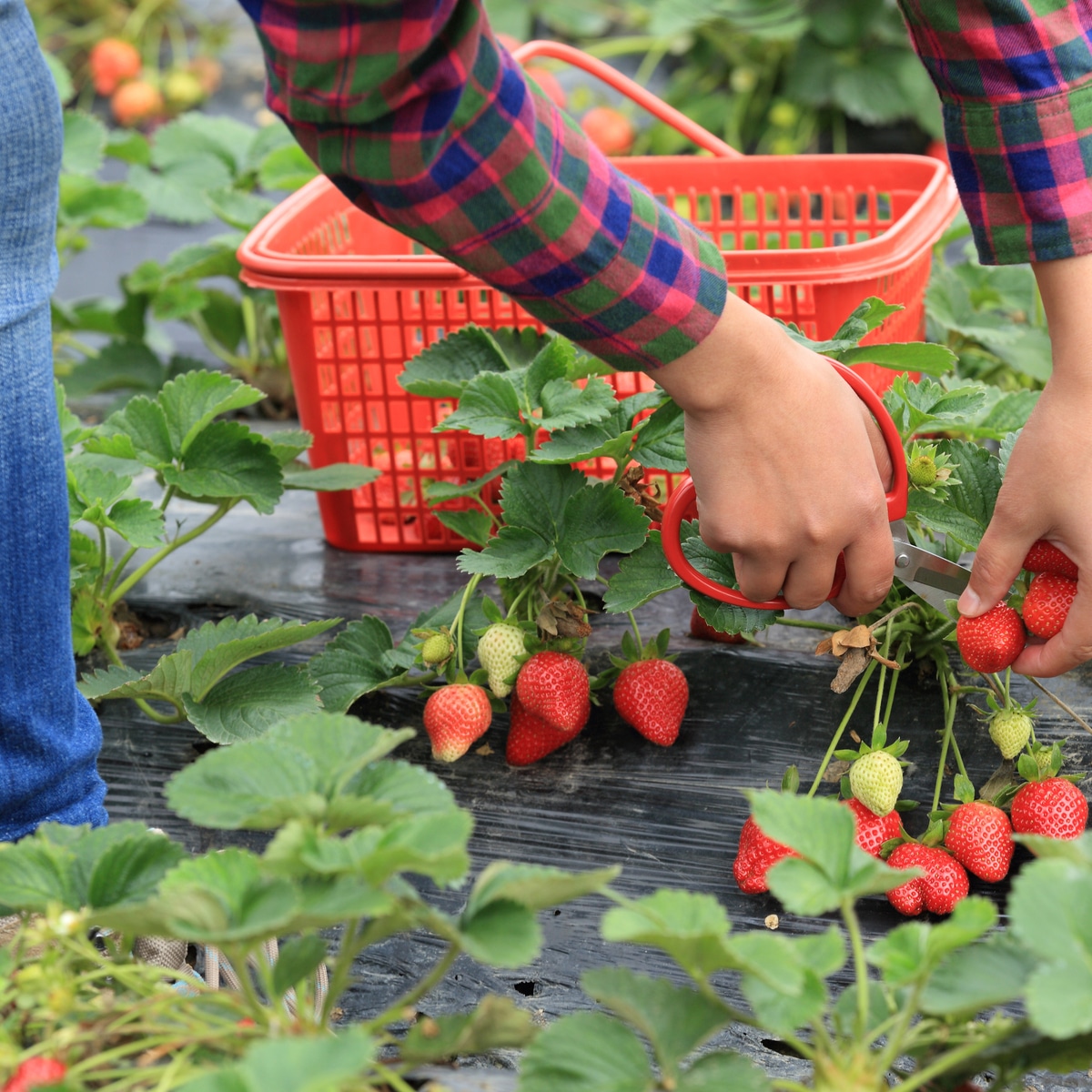 When to pick strawberries – and how to know when they’re ripe