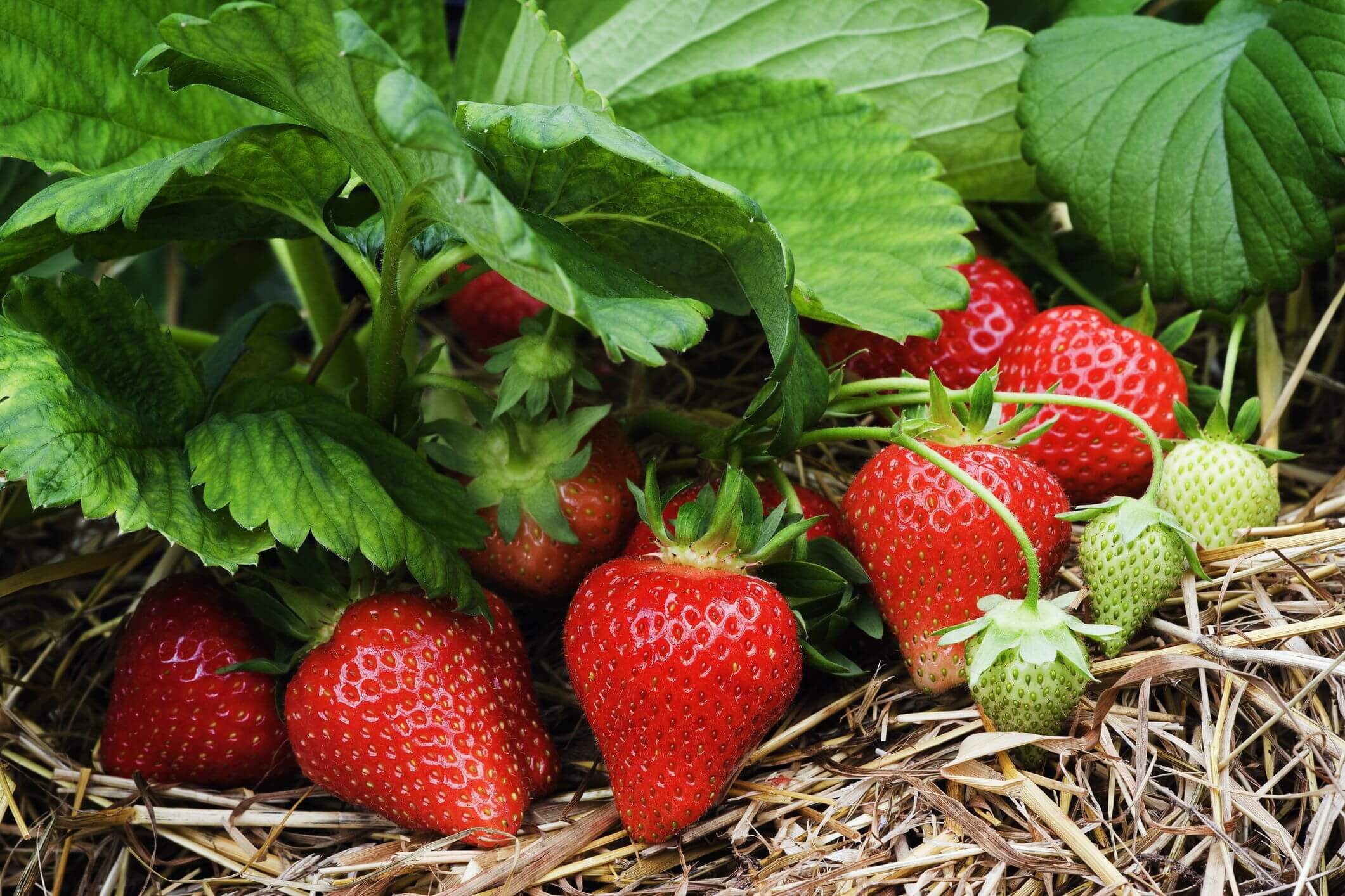 What are the signs of pests on strawberry plants