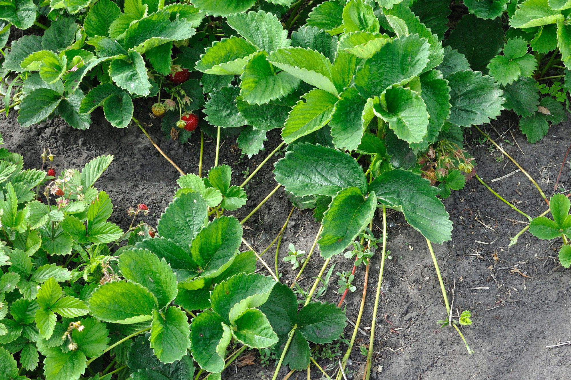 How to grow strawberries – from seed or runners
