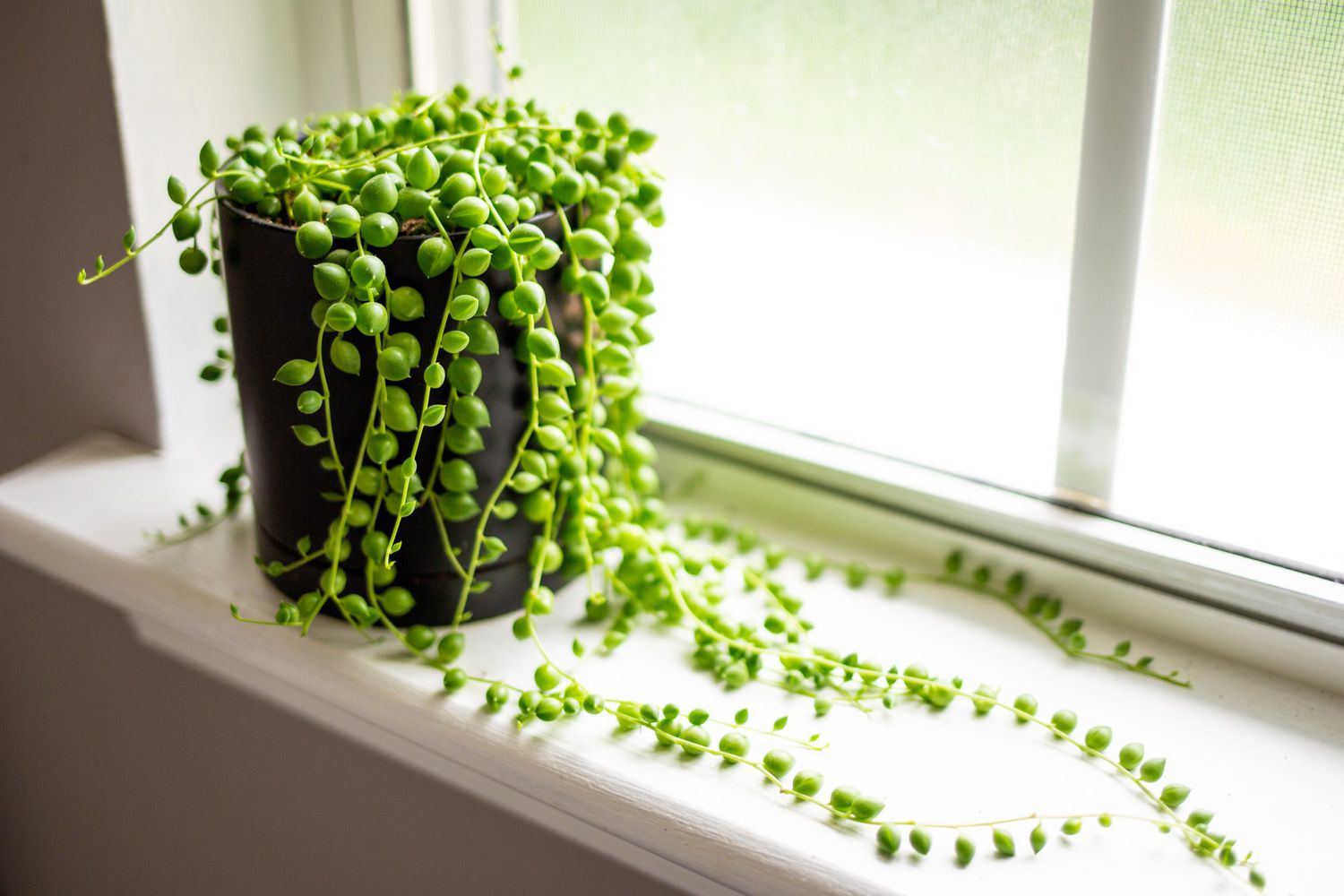 How to care for a string of pearls plant