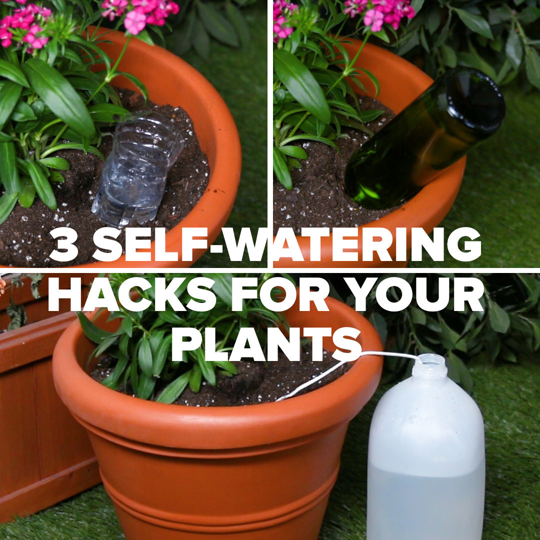 I tried the self-watering TikTok hack that will keep plants hydrated through summer