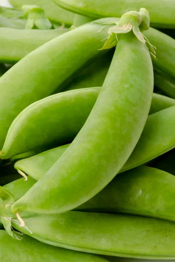 When to plant snap peas into containers