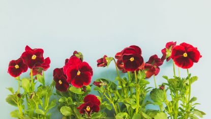 How to grow pansies – for beautiful blooms