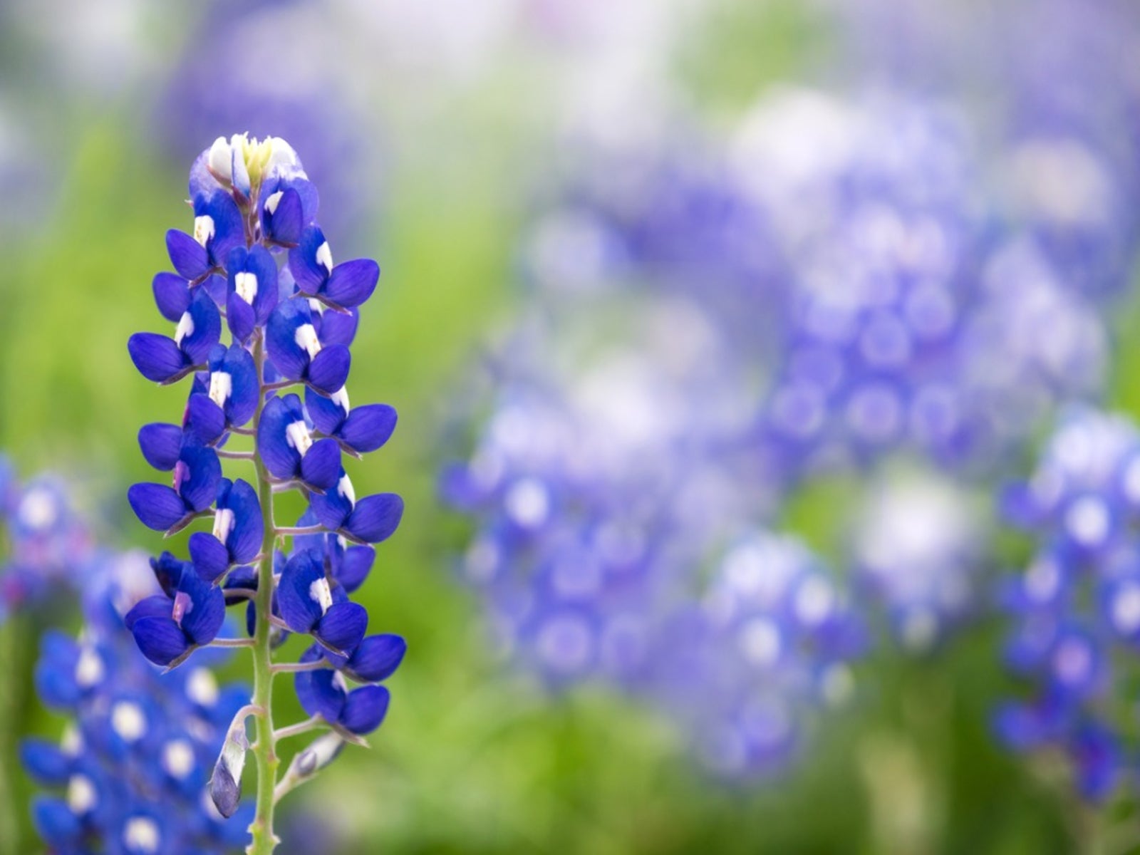 How to grow blue bonnets – tips for raising the Texan State flower