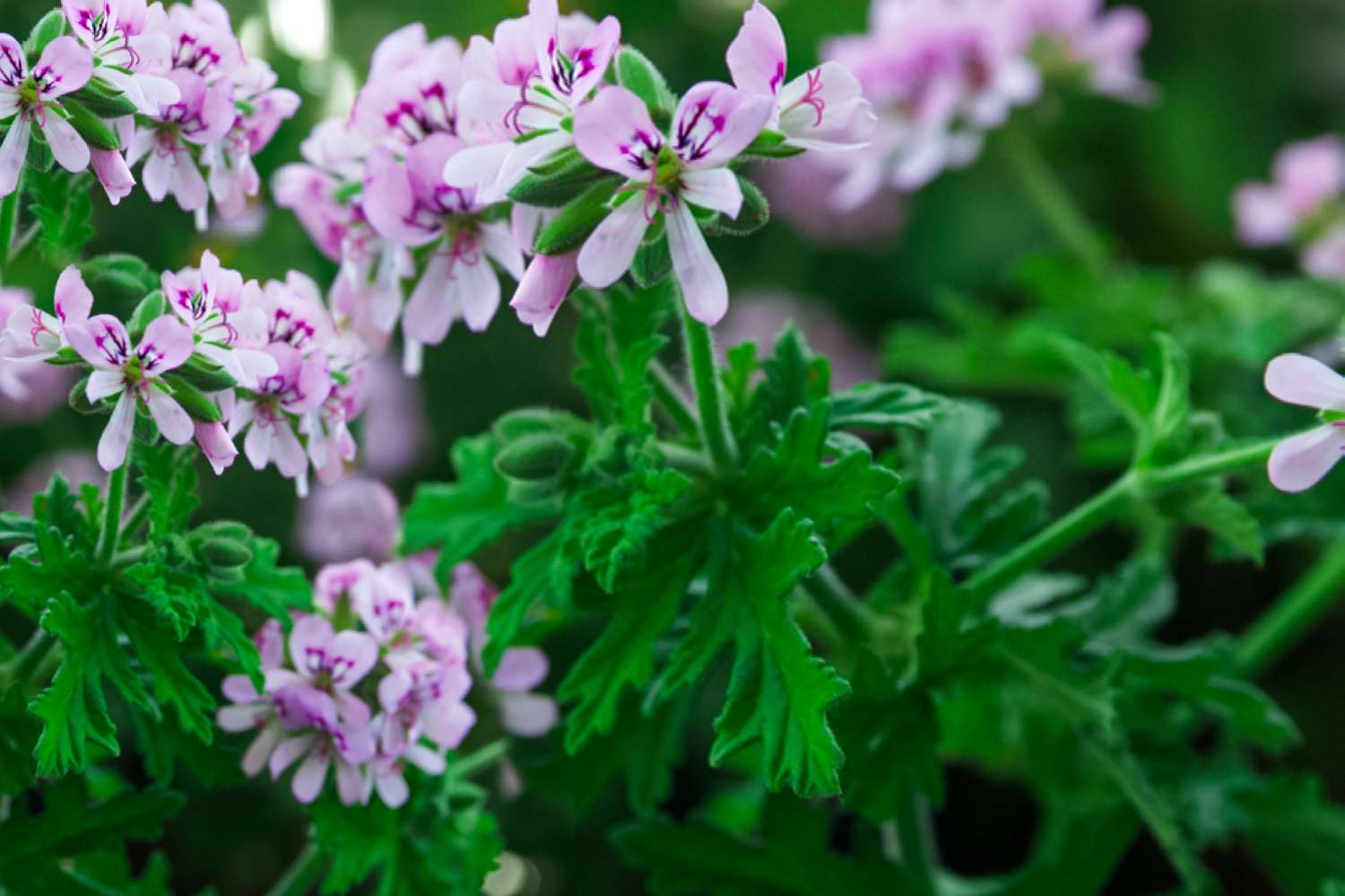 3 Rosemary – Salvia rosmarinus