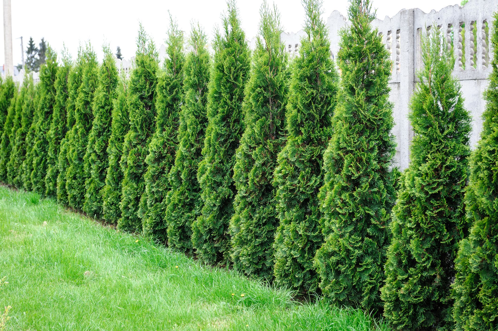 Best trees for privacy – 15 ideas to screen your yard