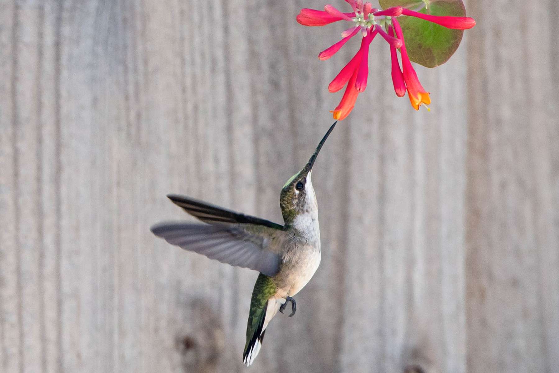 When to put out hummingbird feeders – get the timing right with these expert tips