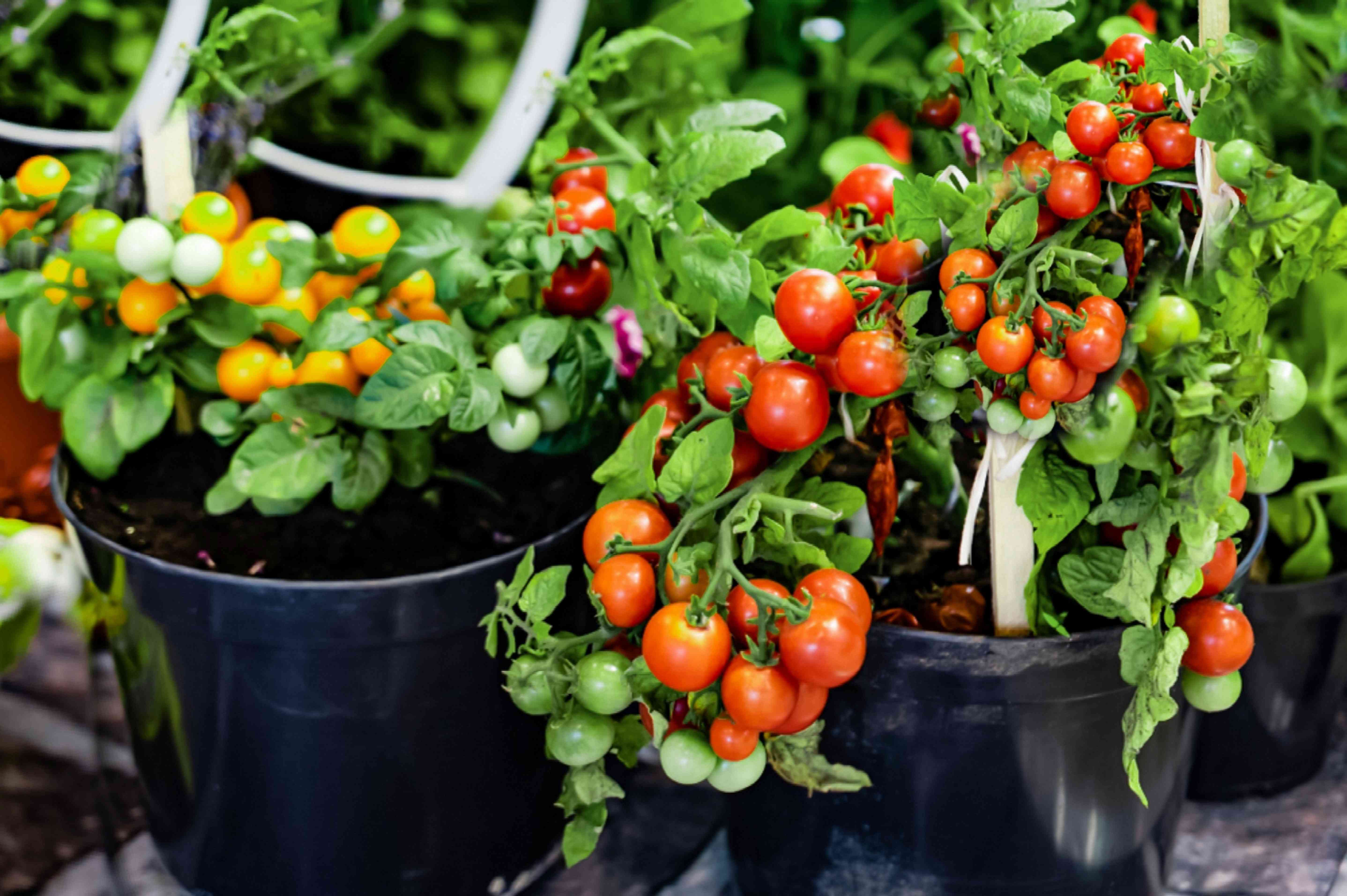 Can you grow tomatoes in a bucket Experts offer tips for this space-efficient growing method