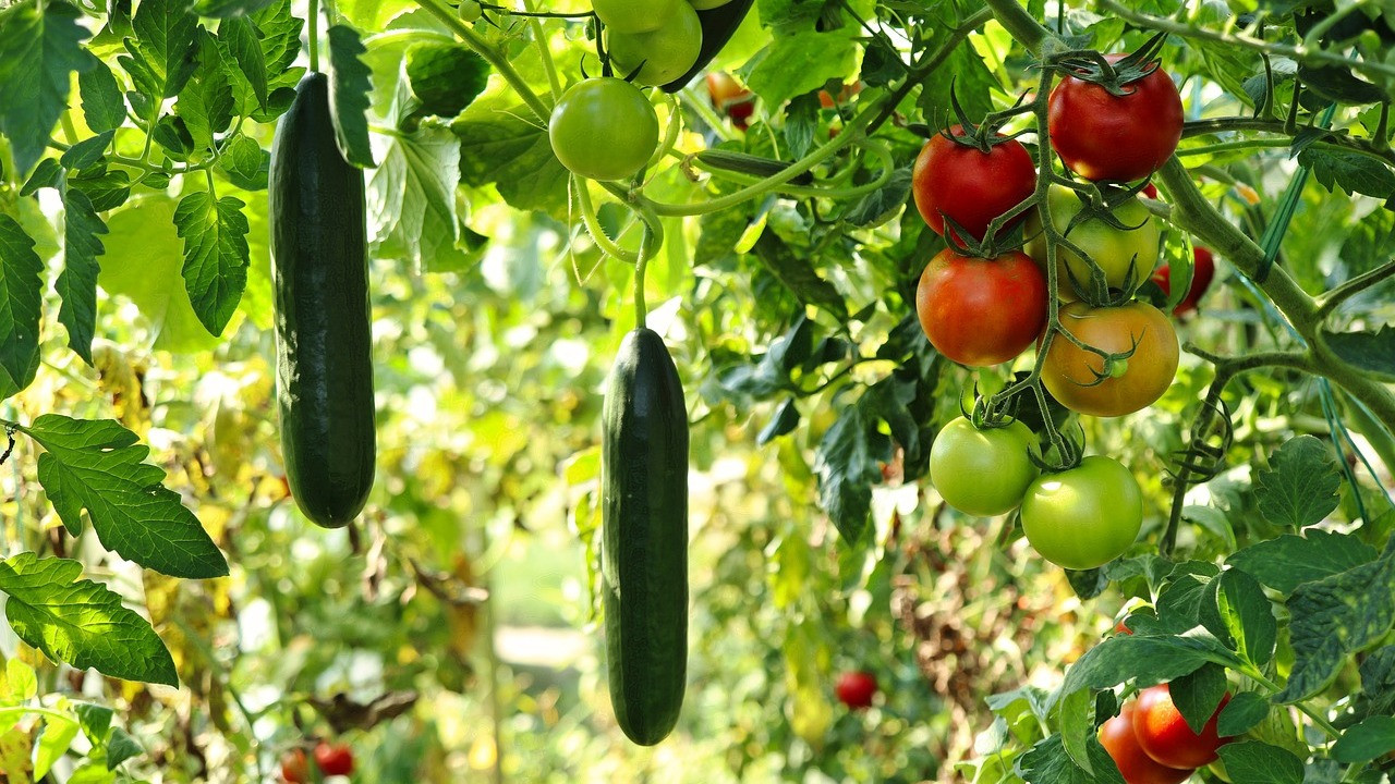 Tomato companion planting – what to grow alongside tomatoes for a great crop