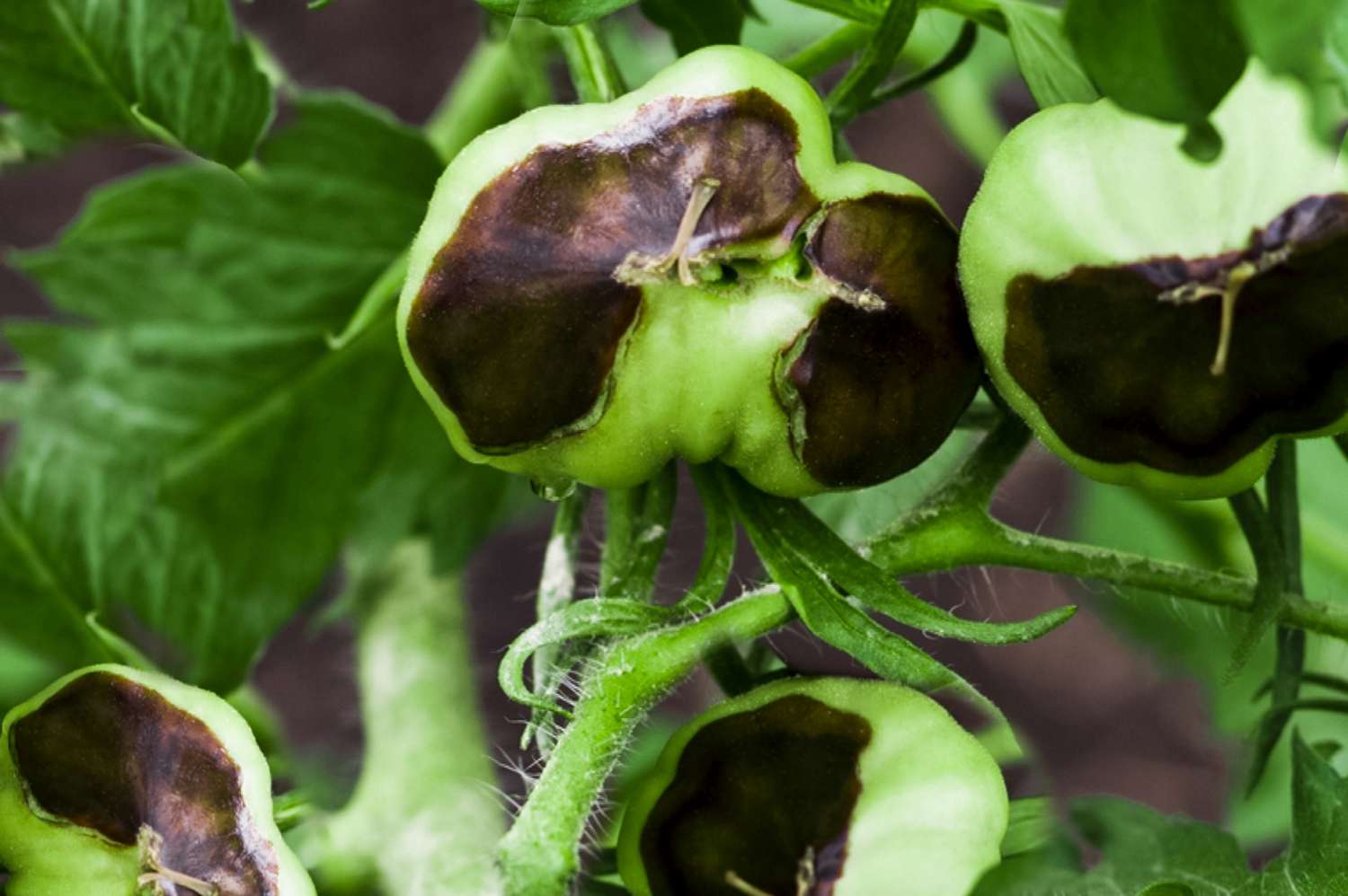 How to stop the bottoms of tomatoes turning brown