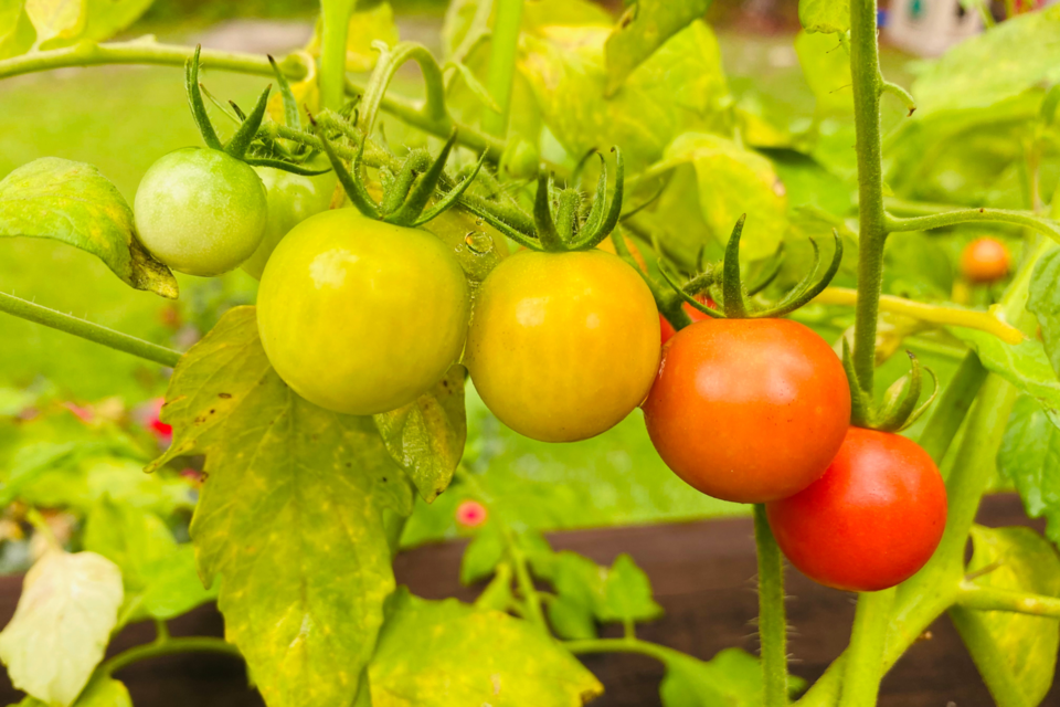 When to plant tomatoes – for a bumper crop