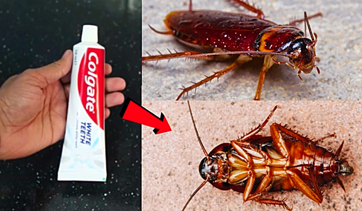 How to get rid of cockroaches naturally – 5 remedies to keep them away for good