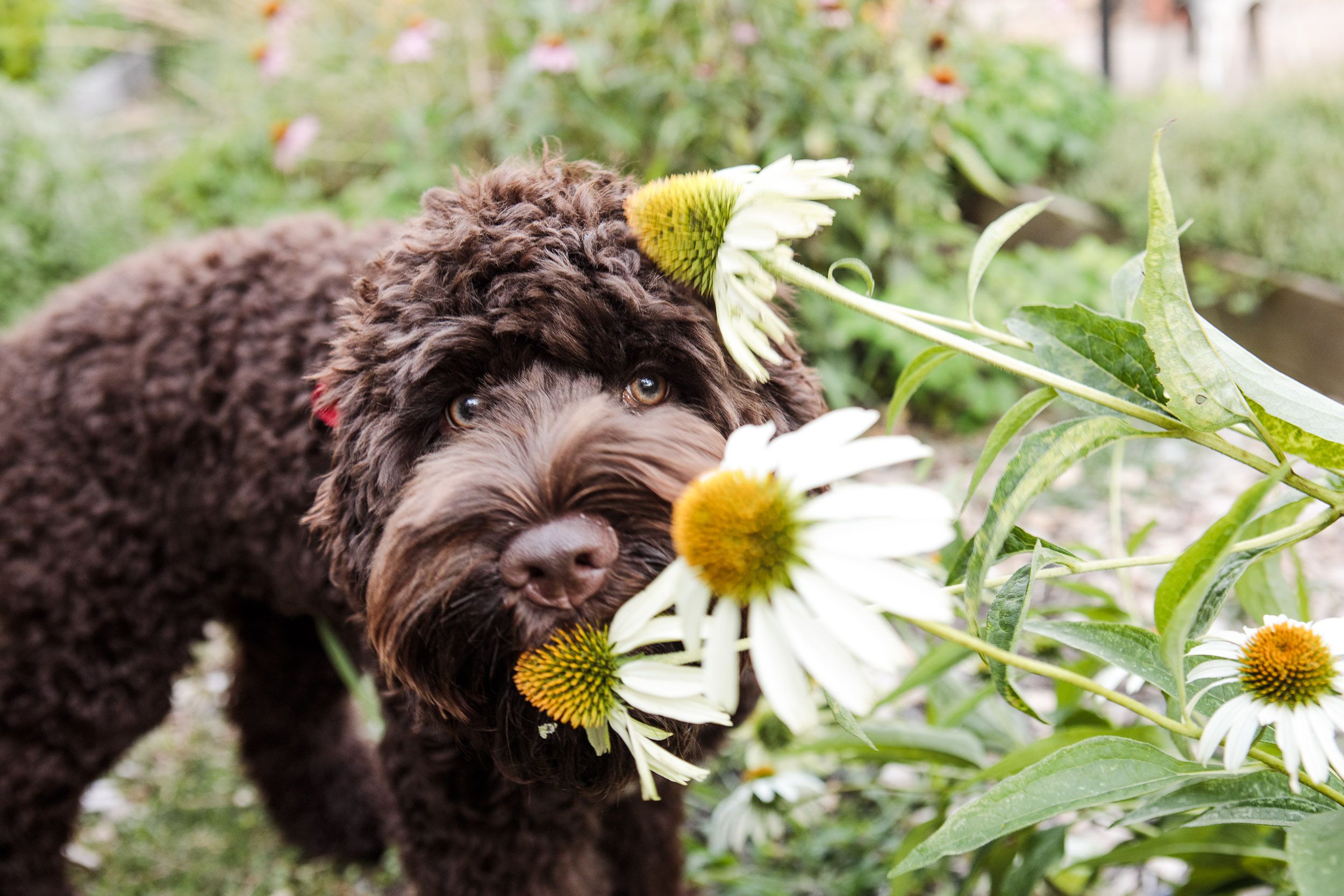 What plants and grasses are toxic to dogs
