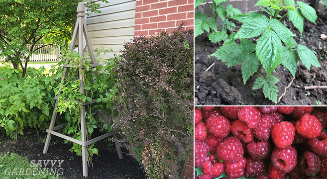 3. Move raspberries to more ideal growing conditions
