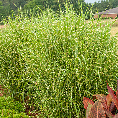 How to grow ornamental grasses — add year-round interest with these easy to grow grasses