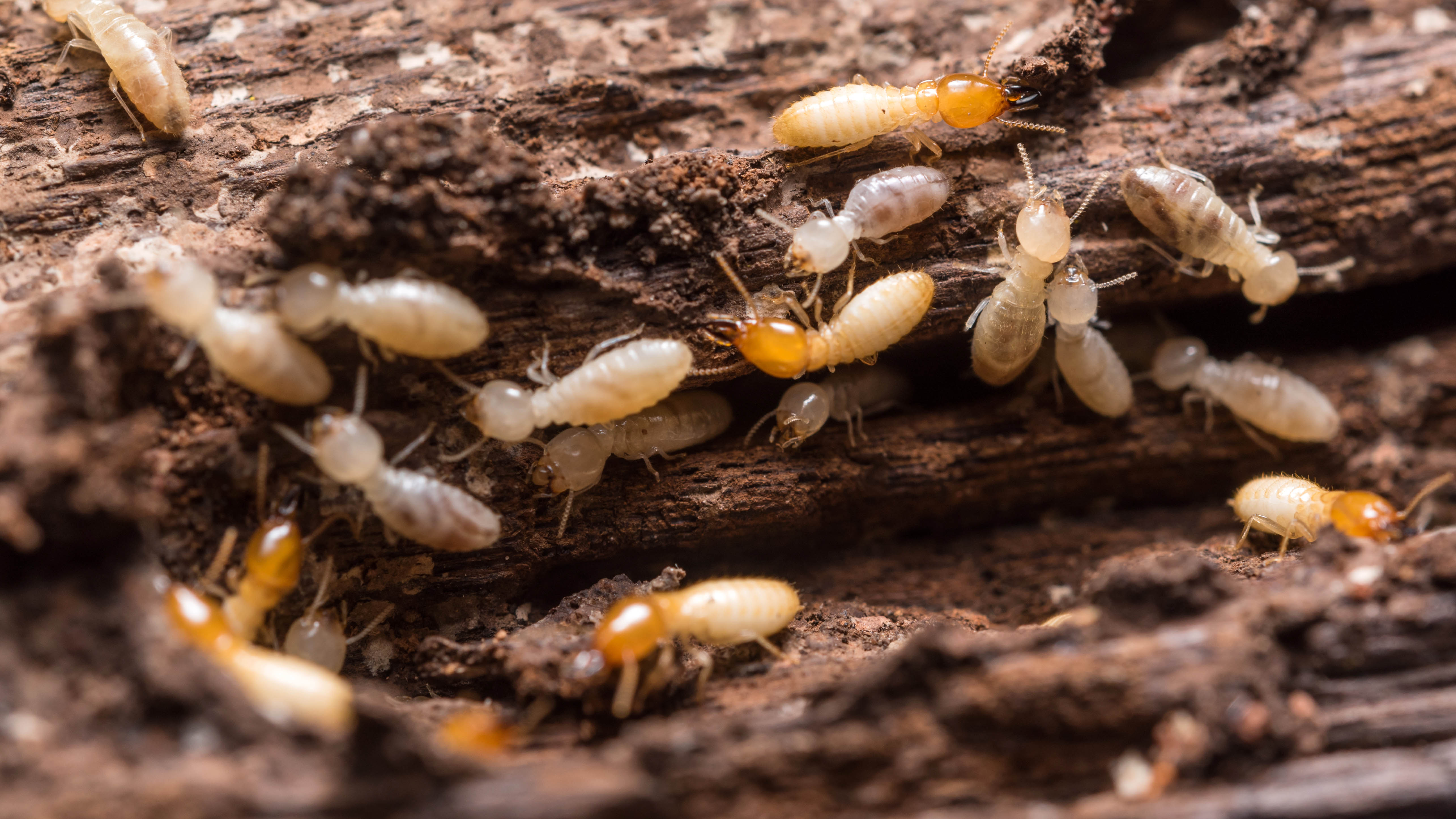 How to get rid of termites naturally – 6 ways to save your home from pests