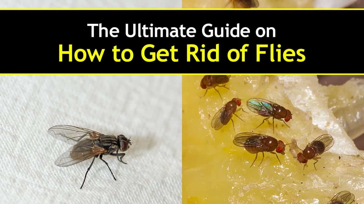 How to get rid of fruit flies with apple cider vinegar