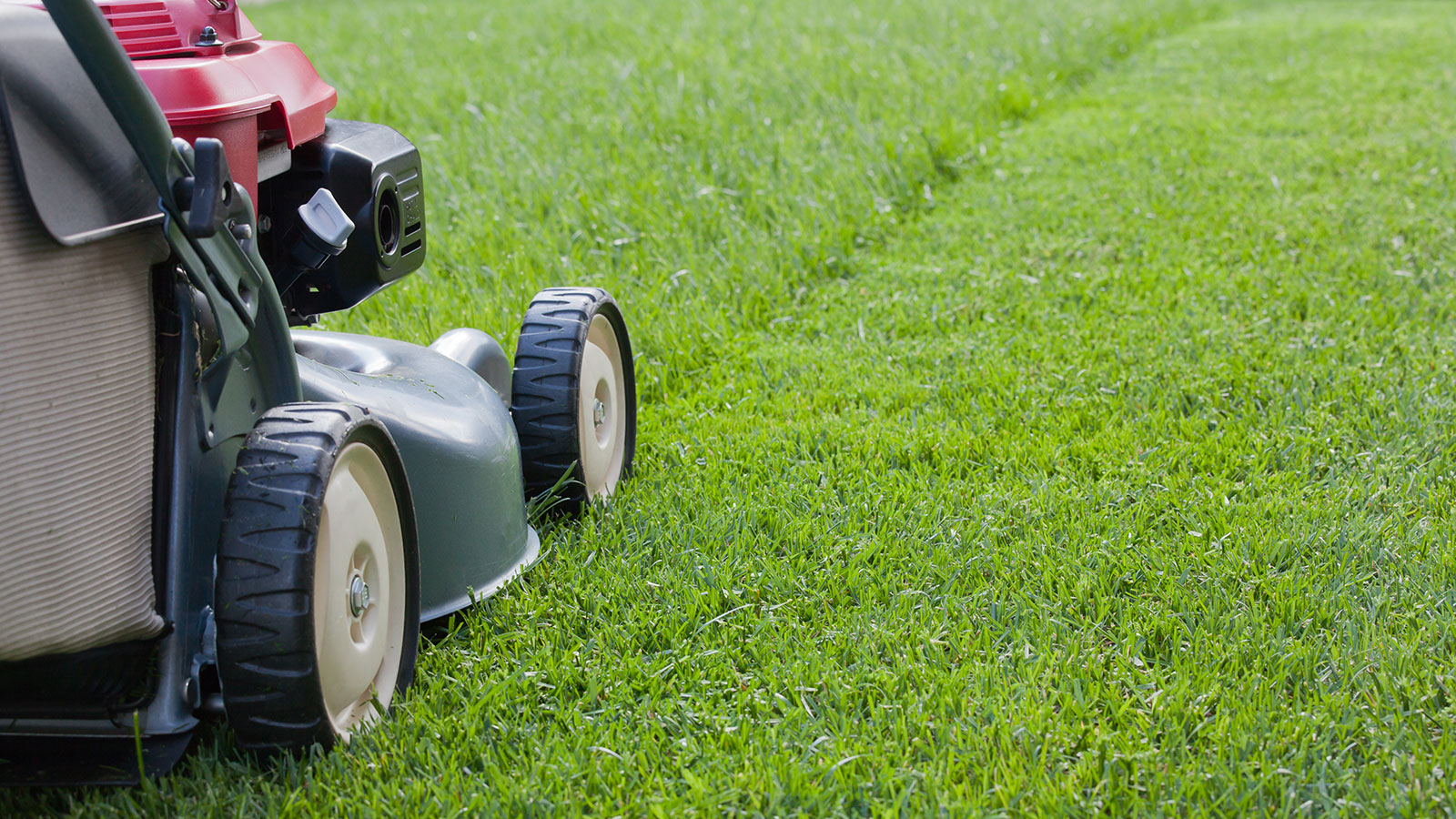 When should I start mowing my lawn in spring Expert tips on getting the timing right