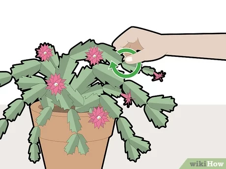 Pruning a Christmas cactus when how and how much for repeat blooms