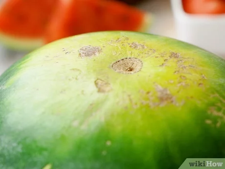 What happens if you pick cantaloupe early