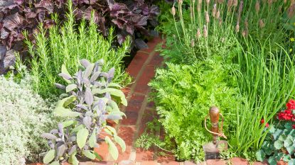 13 Create an indoor herb garden