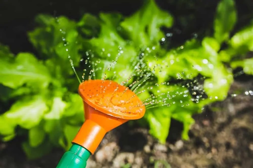 Is watering plants at night a good idea Experts discuss why it could put plants in danger