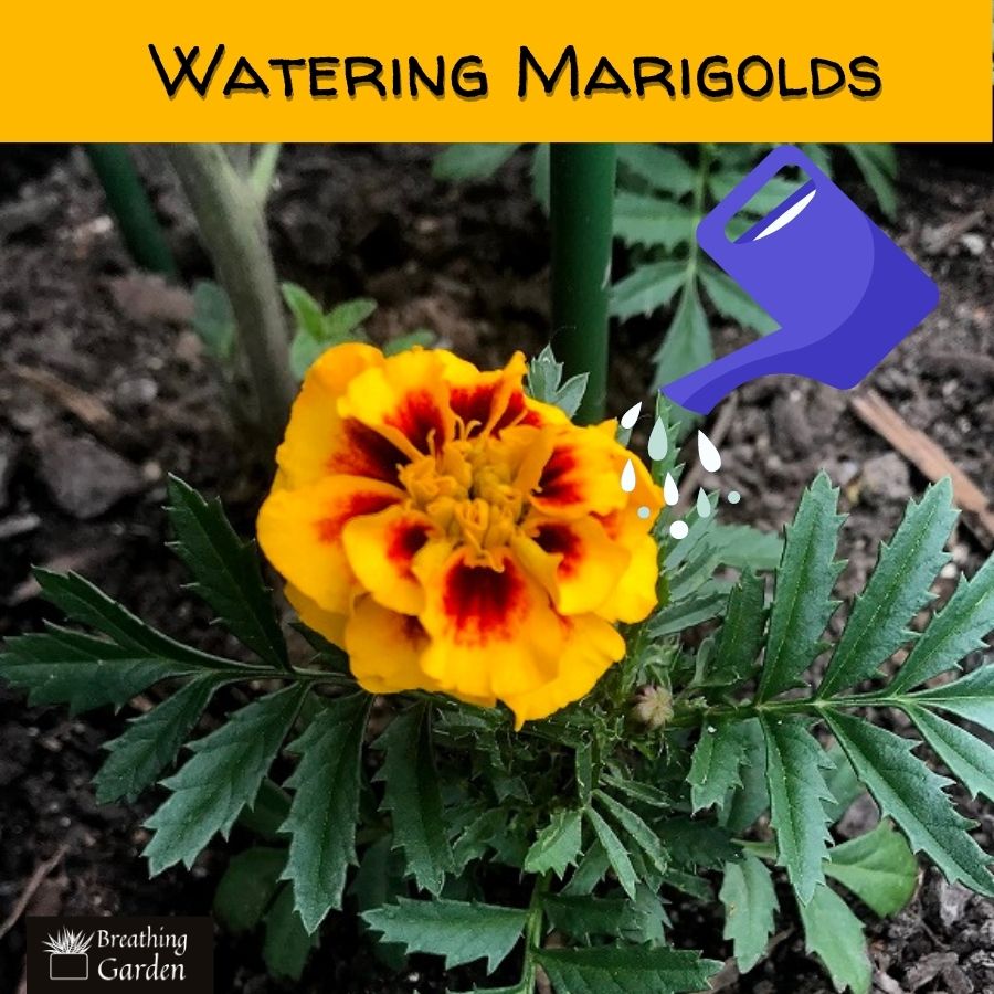 How often should you water your marigolds after planting