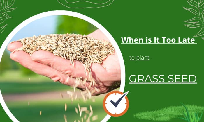 Should you plant grass seed in the fall Experts settle the debate