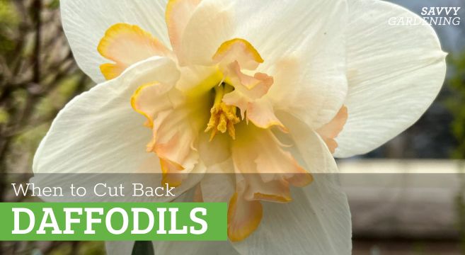 When to cut back daffodils